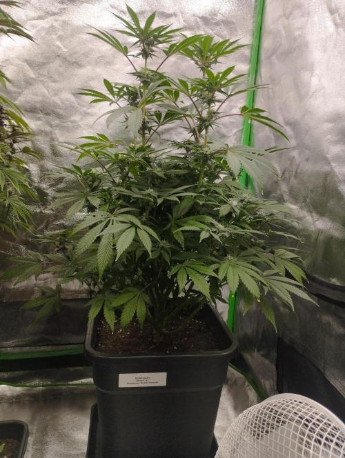 A1 (tester) - Dutch Passion. Week 12