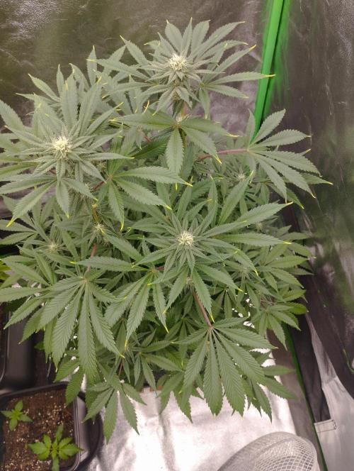 A1 (tester) - Dutch Passion. Week 12