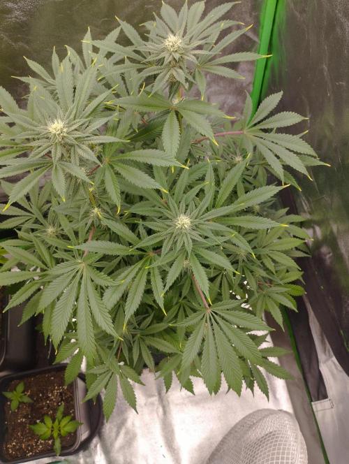 A1 (tester) - Dutch Passion. Week 12