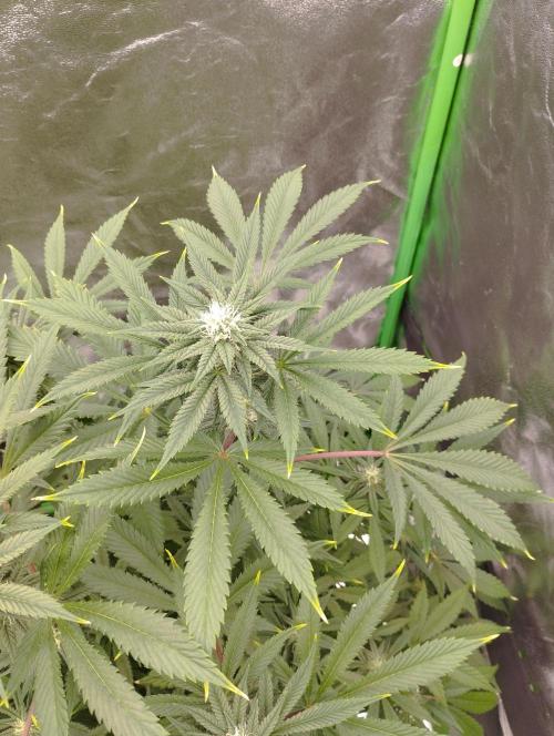 A1 (tester) - Dutch Passion. Week 12