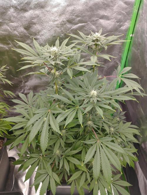 A1 (tester) - Dutch Passion. Week 12