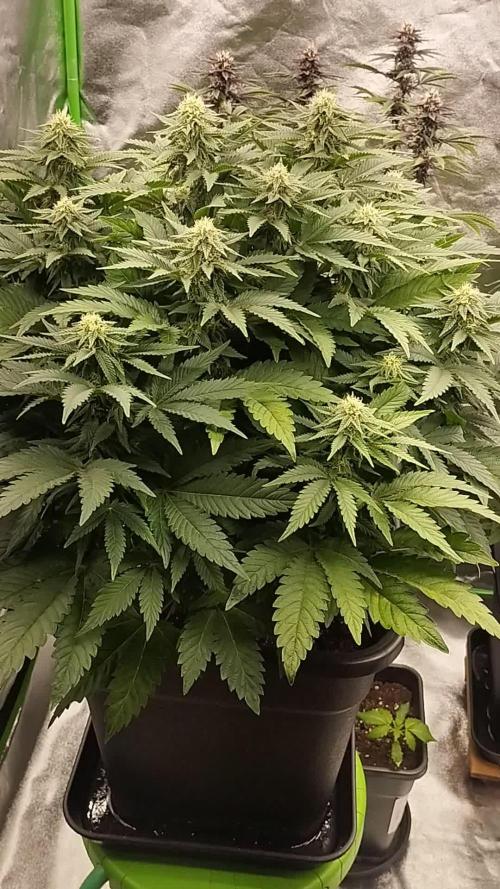 White Widow -Kera Seeds