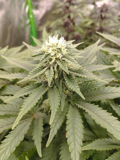 White Widow -Kera Seeds. Week 12