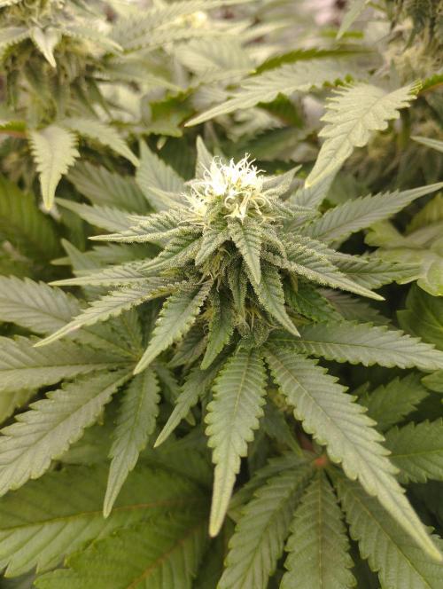 White Widow -Kera Seeds. Week 12