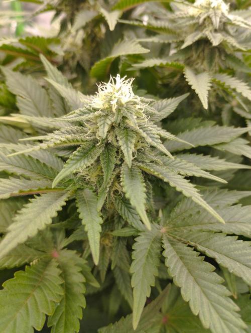 White Widow -Kera Seeds. Week 12