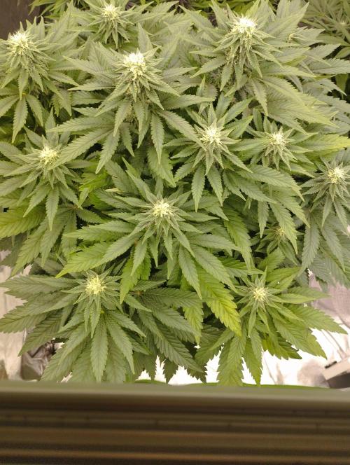White Widow -Kera Seeds. Week 12