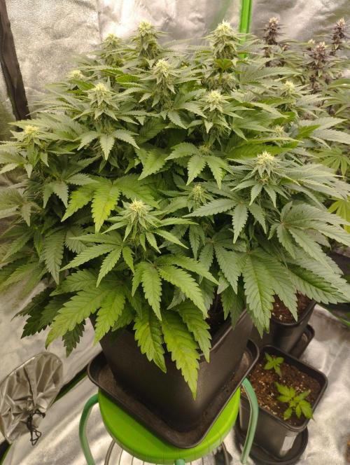 White Widow -Kera Seeds. Week 12