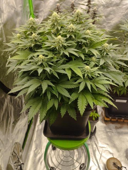 White Widow. Week 12