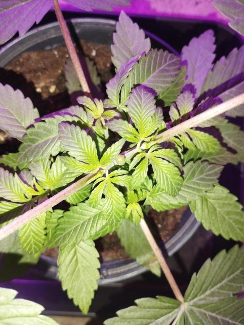 FBP - Dutch Passion. Week 5