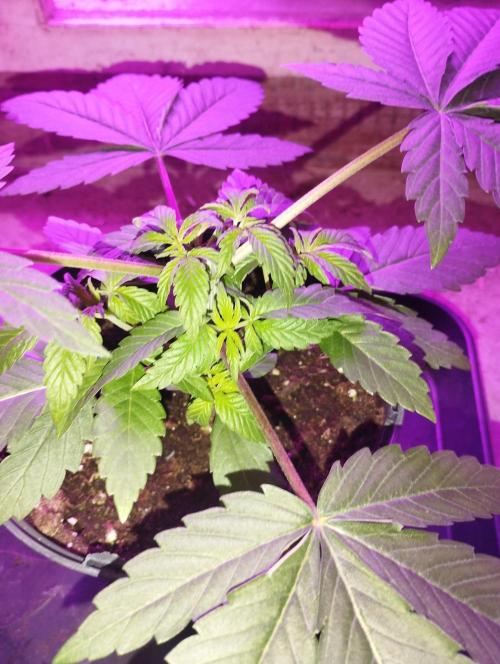 FBP - Dutch Passion. Week 5
