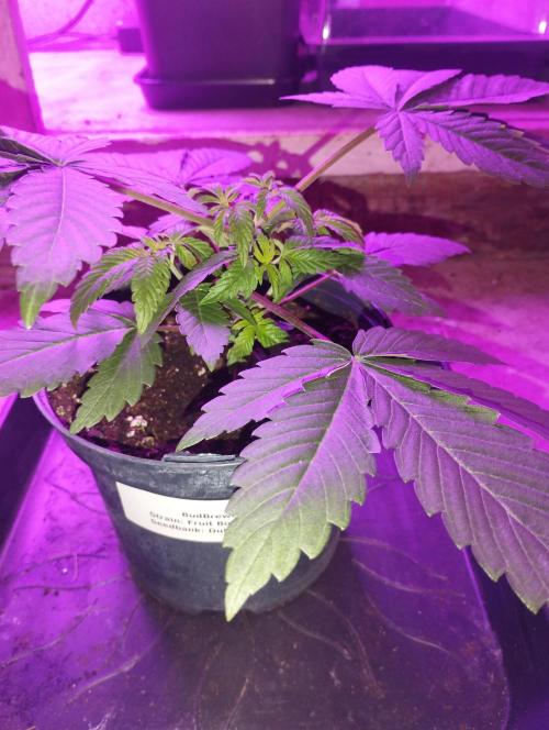 FBP - Dutch Passion. Week 5