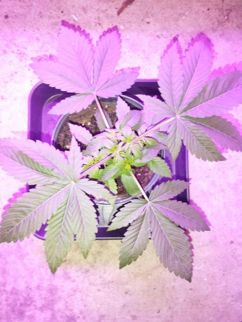 FBP - Dutch Passion. Week 5