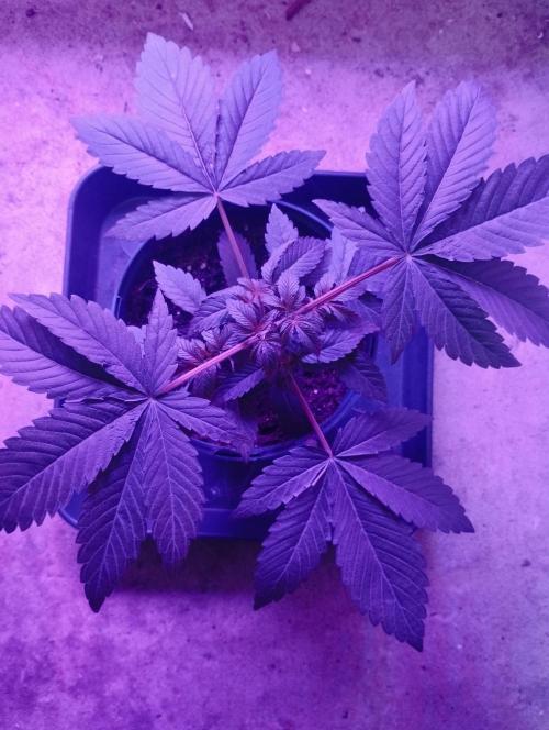 FBP - Dutch Passion. Week 5