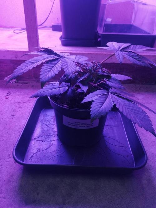 FBP - Dutch Passion. Week 5