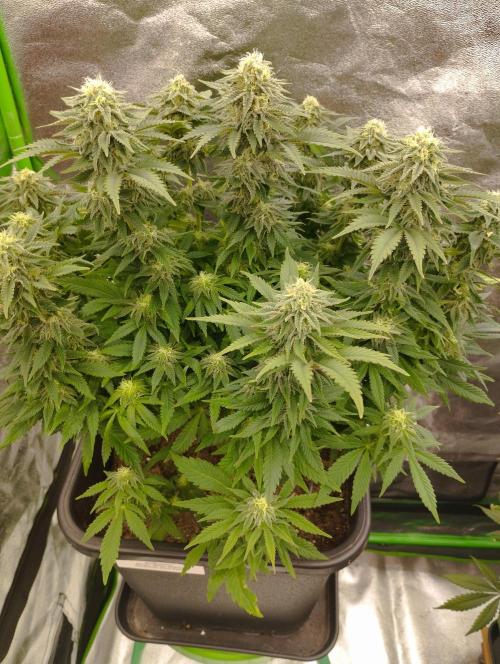 White Widow -Kera Seeds. Week 13