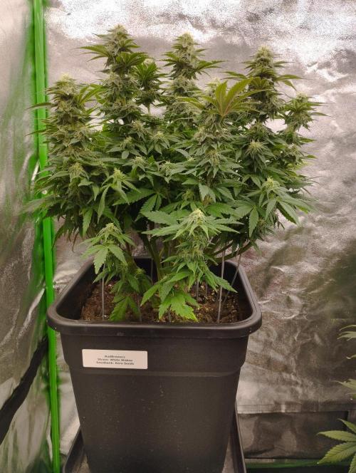 White Widow -Kera Seeds. Week 13
