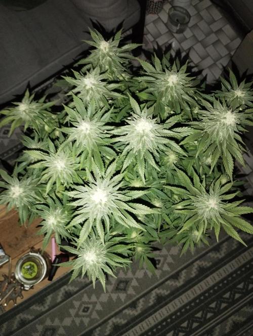 White Widow -Kera Seeds. Week 13