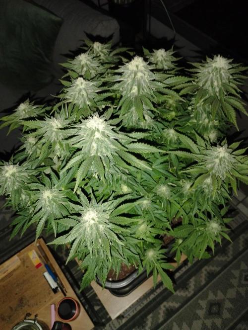 White Widow -Kera Seeds. Week 13