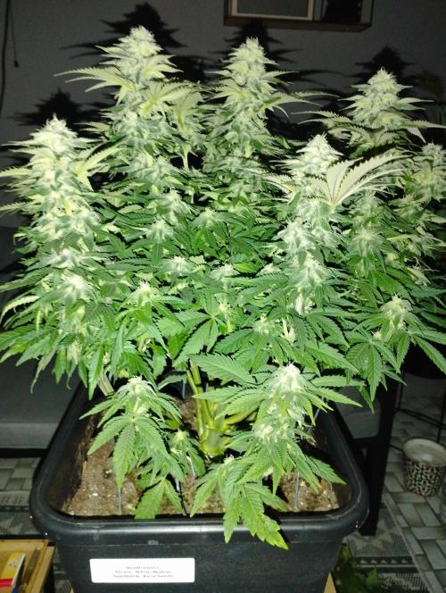 White Widow -Kera Seeds. Week 13
