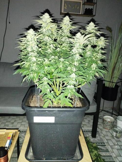 White Widow -Kera Seeds. Week 13