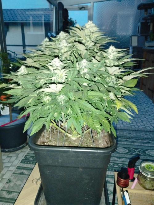 White Widow -Kera Seeds. Week 13