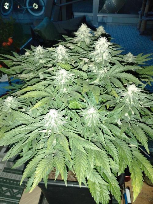 White Widow -Kera Seeds. Week 13