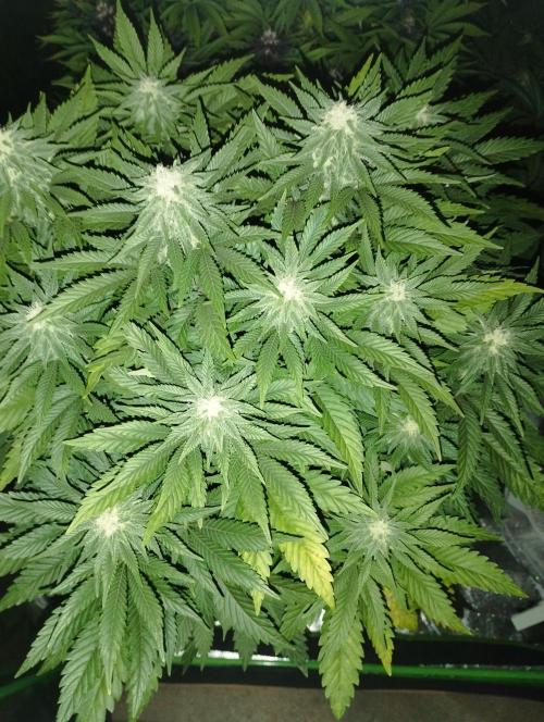 White Widow -Kera Seeds. Week 13