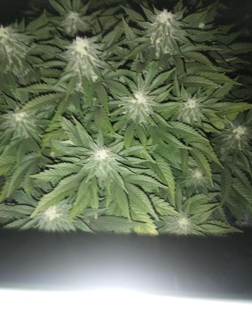 White Widow -Kera Seeds. Week 13