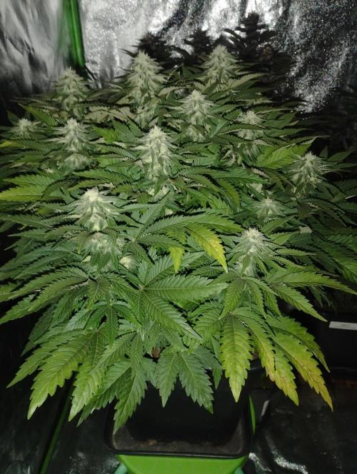 White Widow. Week 13