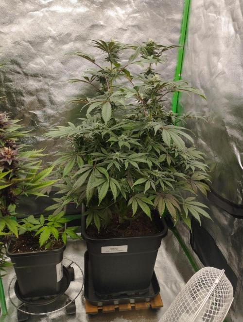 A1 (tester) - Dutch Passion. Week 13
