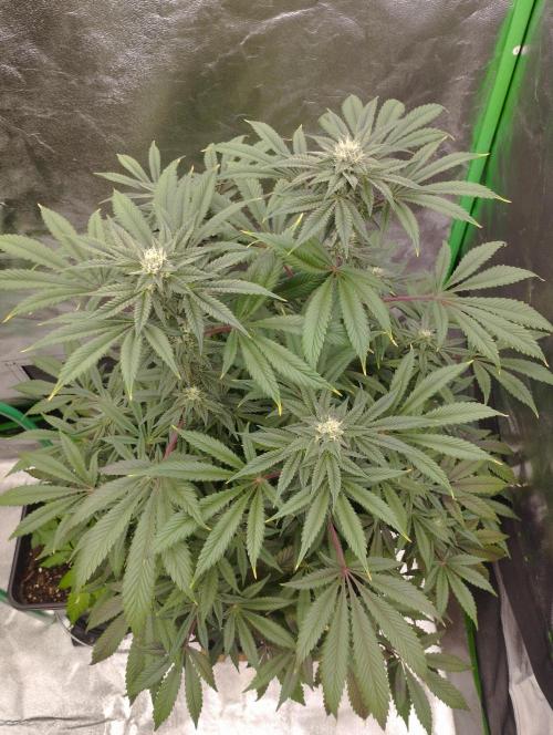 A1 (tester) - Dutch Passion. Week 13