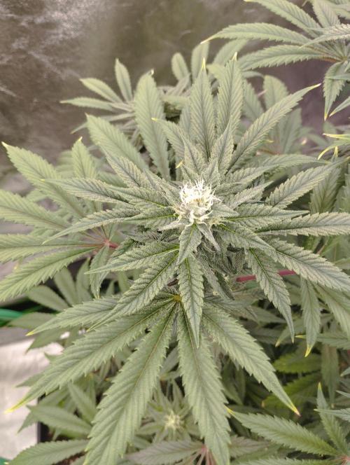 A1 (tester) - Dutch Passion. Week 13