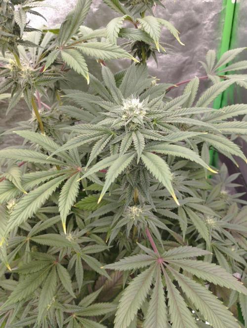 A1 (tester) - Dutch Passion. Week 13