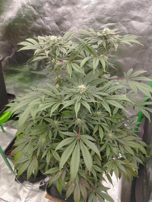 A1 (tester) - Dutch Passion. Week 13