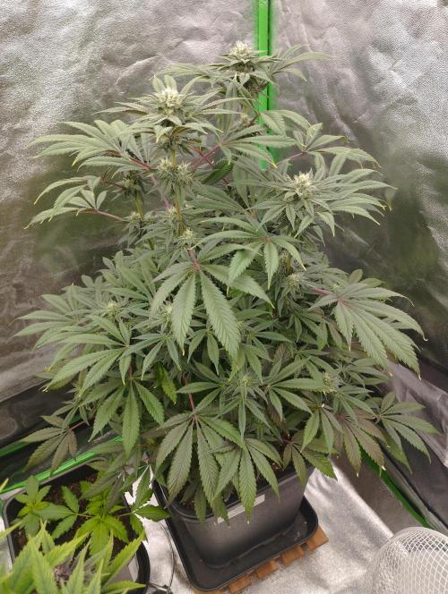 A1 (tester) - Dutch Passion. Week 13