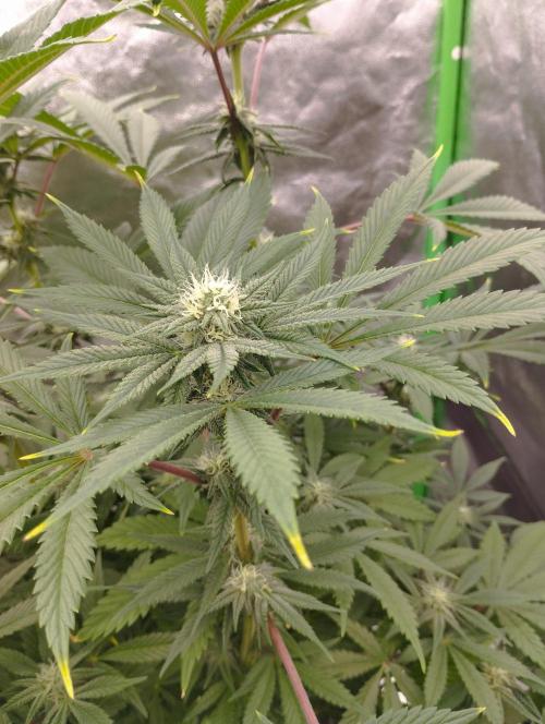A1 (tester) - Dutch Passion. Week 13