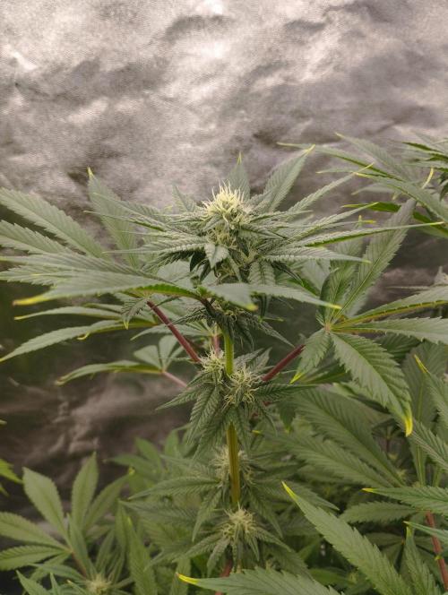A1 (tester) - Dutch Passion. Week 13