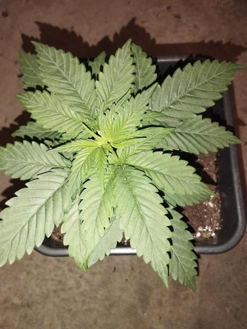 Apple Fritter - Kannabia. Week 5