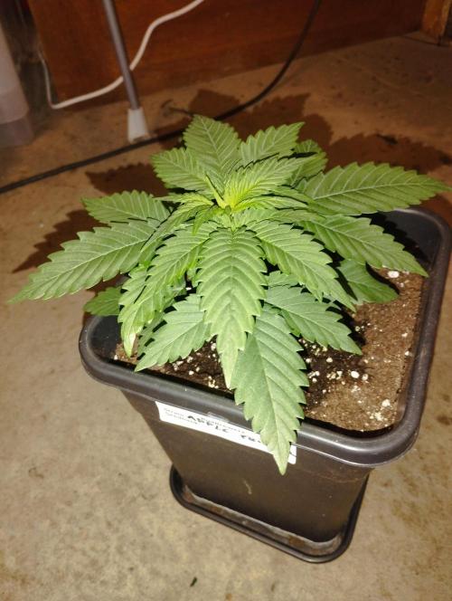 Apple Fritter - Kannabia. Week 5