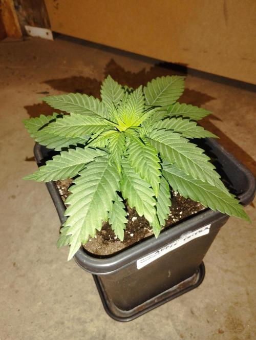 Apple Fritter - Kannabia. Week 5
