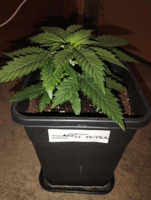 Apple Fritter - Kannabia. Week 5