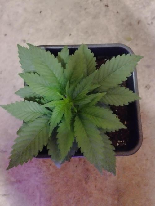 Apple Fritter - Kannabia. Week 5