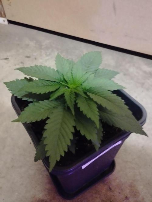 Apple Fritter - Kannabia. Week 5