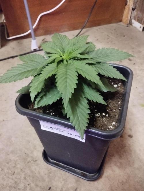 Apple Fritter - Kannabia. Week 5
