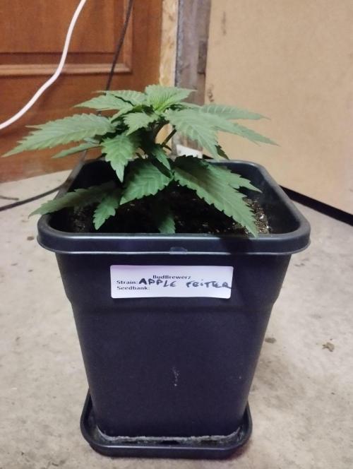 Apple Fritter - Kannabia. Week 5
