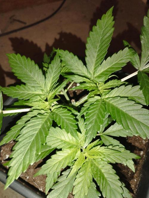 Cookies Haze - Kannabia. Week 5