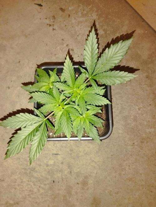 Cookies Haze - Kannabia. Week 5