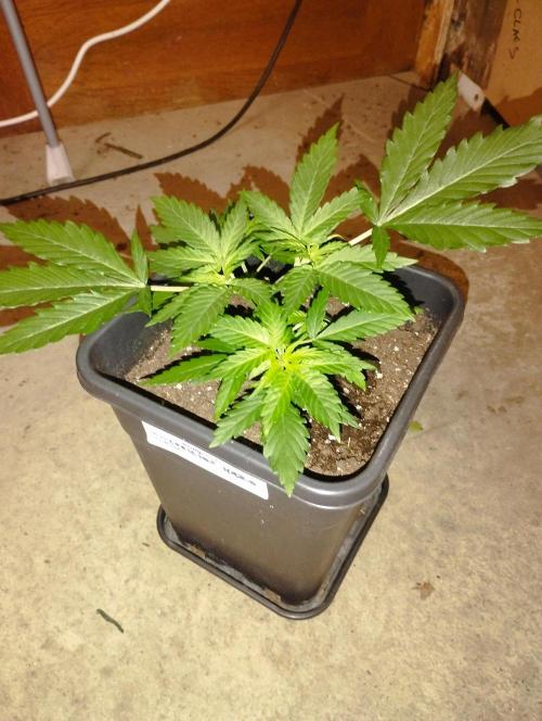 Cookies Haze - Kannabia. Week 5