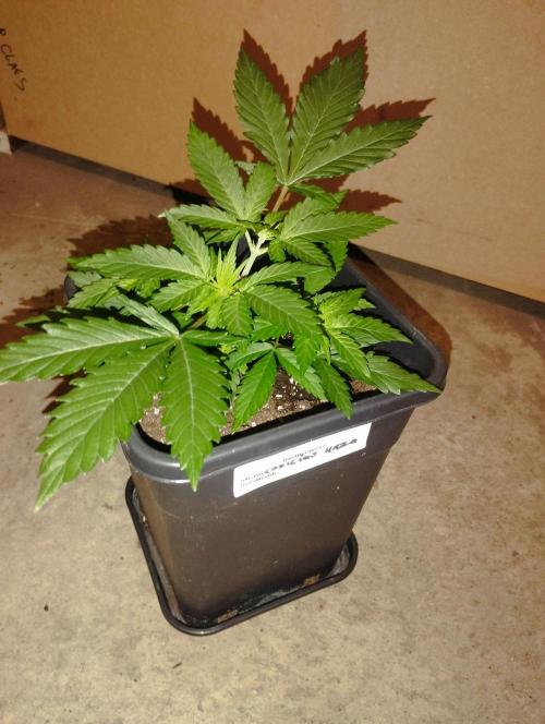 Cookies Haze - Kannabia. Week 5