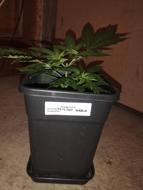Cookies Haze - Kannabia. Week 5